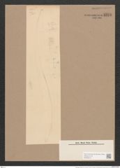 Rhoicosigma robustum Grun. (de-Toni-Nr.: Genus 15, Species 1129) Zeichnungen Sammlung Grunow Nr. 2223 (NHMW-BOT-W0369310)